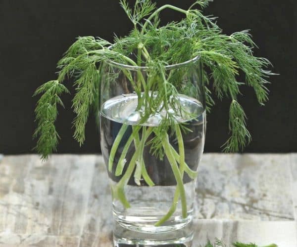 cultivar eneldo a partir de esquejes