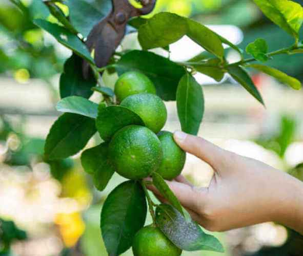 limones no maduran