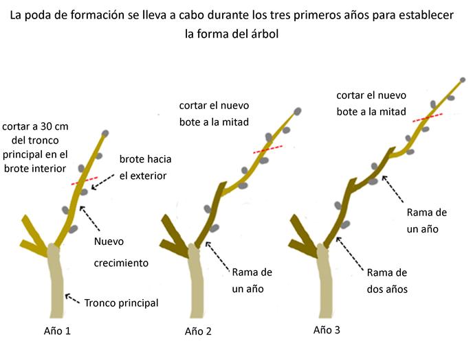 poda de limonero