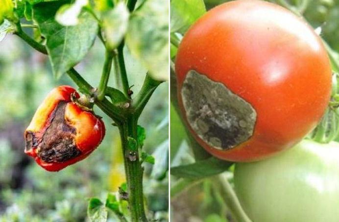 manchas negras en tomates y pimientos