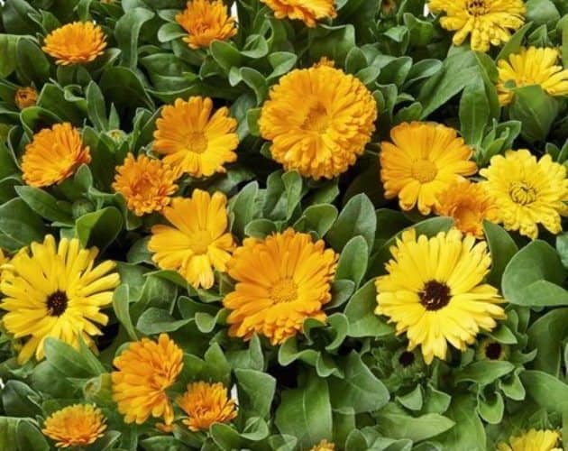 cultivar caléndulas