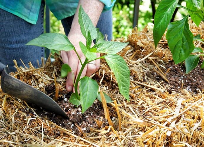 cultivar plantas en fardos de paja