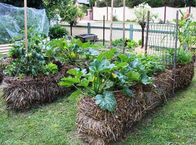 cultivar en fardos de paja