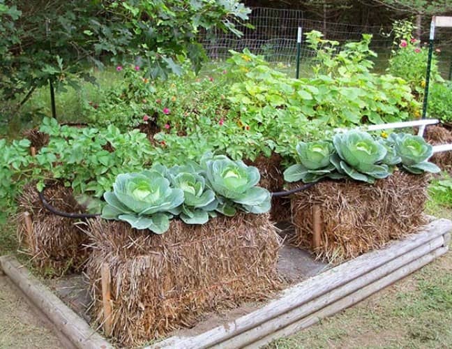 donde cultivar con fardos de paja