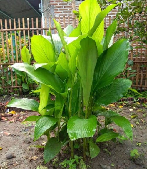 donde cultivar cúrcuma