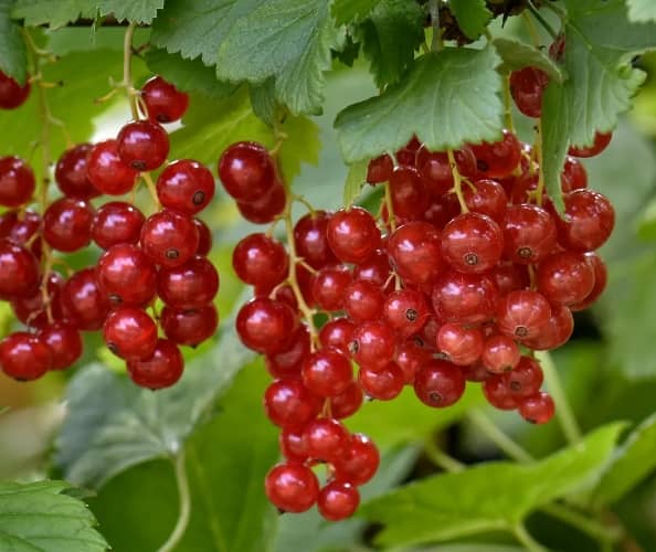 cultivar grosellas
