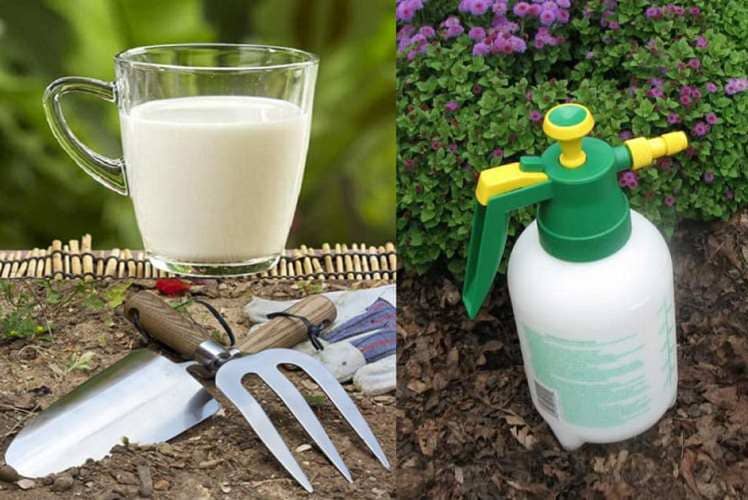 usos de la leche en el jardín