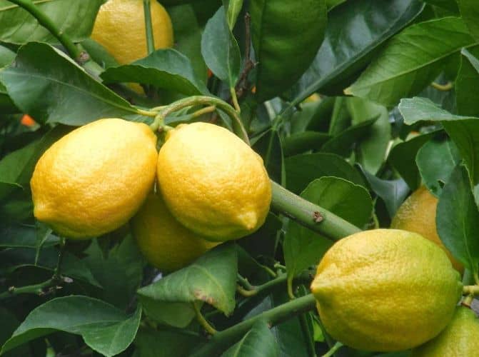 cosechar limones en maceta