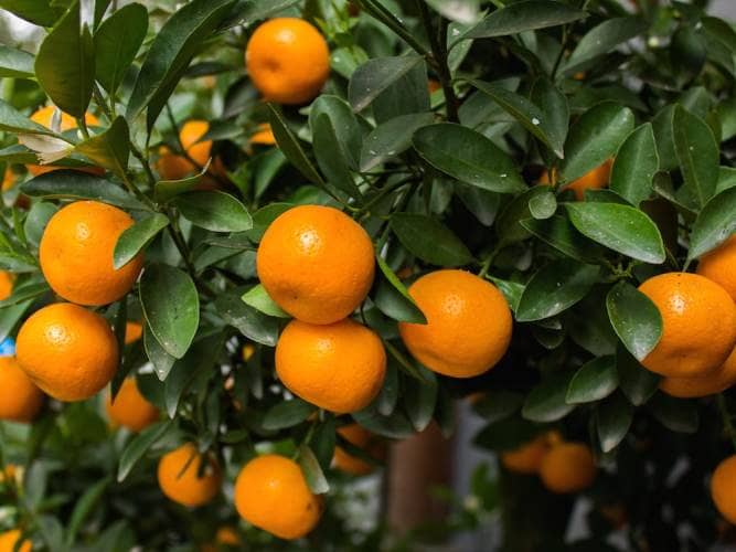 cultivar mandarina