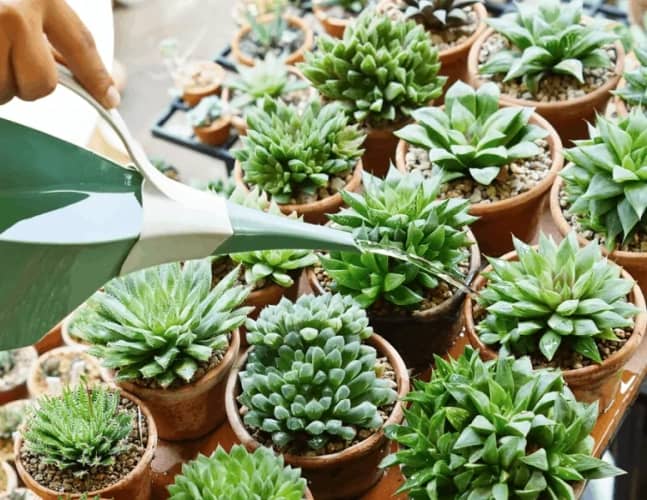 apaciguar aborto Excesivo Cómo cultivar Suculentas y Cactus en el jardín exterior - Eco Jardín Mágico