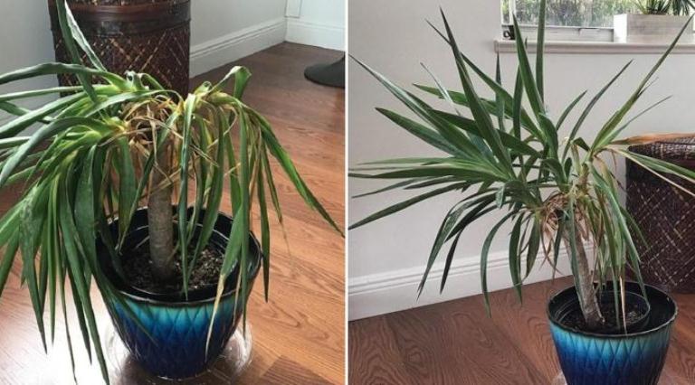 Evitar que una planta se marchite después de trasplantarla