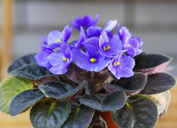 cuidar violetas africanas