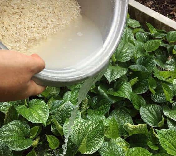 usos del agua de arroz en las plantas