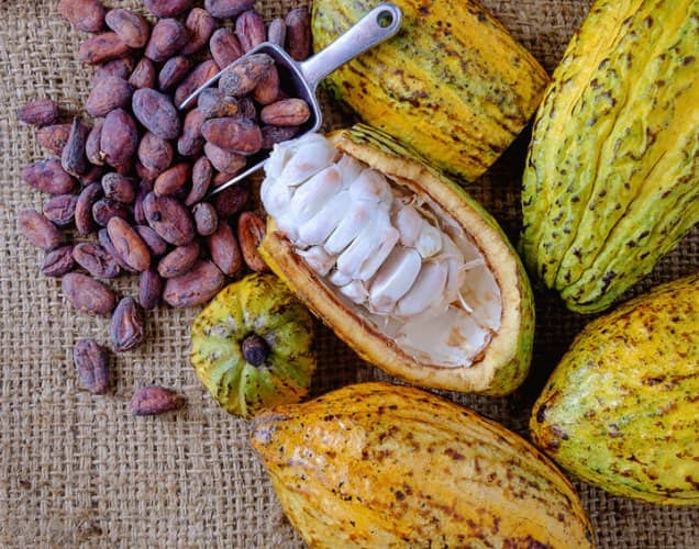cultivar cacao