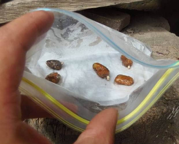 sembrar cacao
