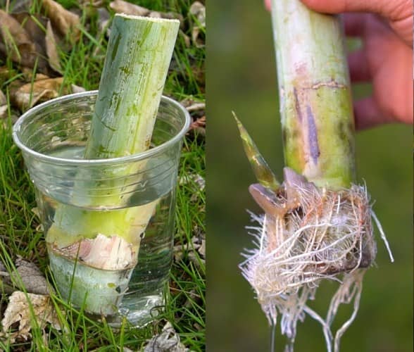 cultivar caña de azúcar