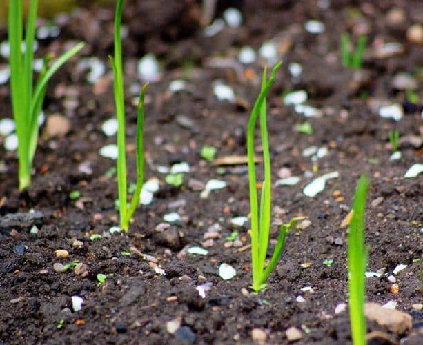 Cómo sembrar y cultivar de verdeo (cebolleta) - Eco Jardín