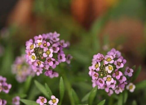 Guía de las mejores Flores para Cestas Colgantes - Eco Jardín Mágico