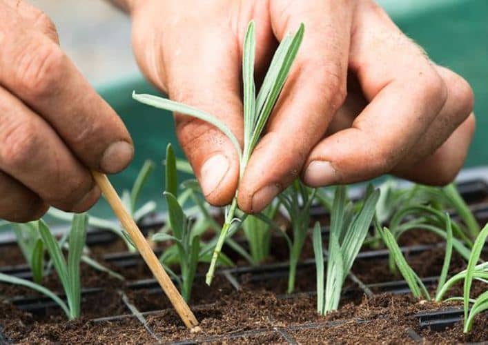 Cómo multiplicar Lavanda a partir de esquejes (tallos) - Eco Jardín Mágico