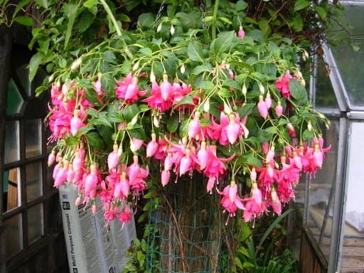 11 plantas de Flores para Macetas colgantes fáciles de cuidar - Eco Jardín  Mágico