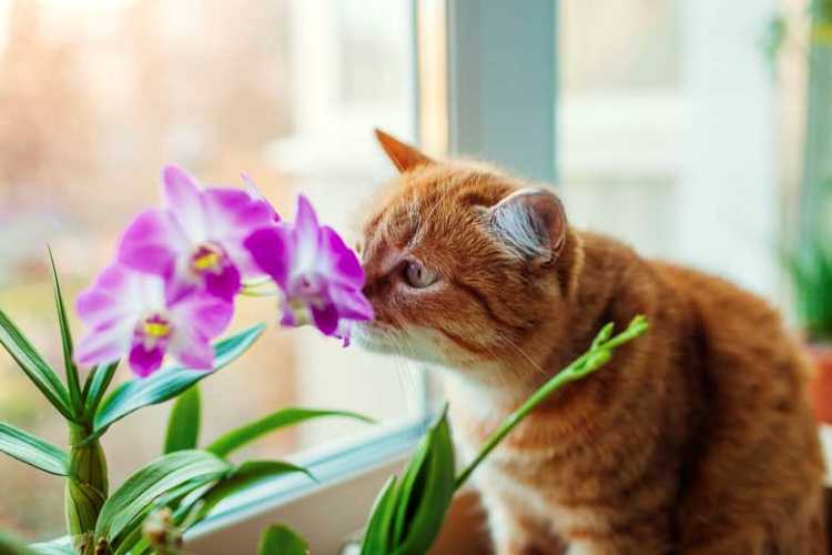evitar gatos en las plantas
