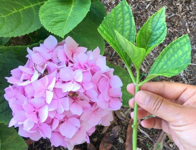 Details 100 imagen tallos de hortensias