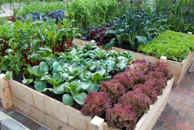 razones por las que la jardinería es buena para la salud