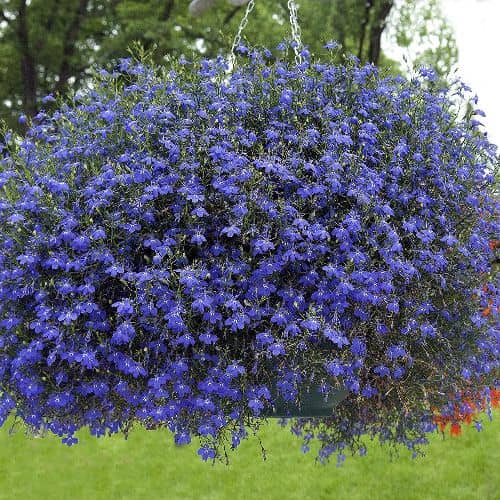 11 plantas de Flores para Macetas colgantes fáciles de cuidar - Eco Jardín  Mágico