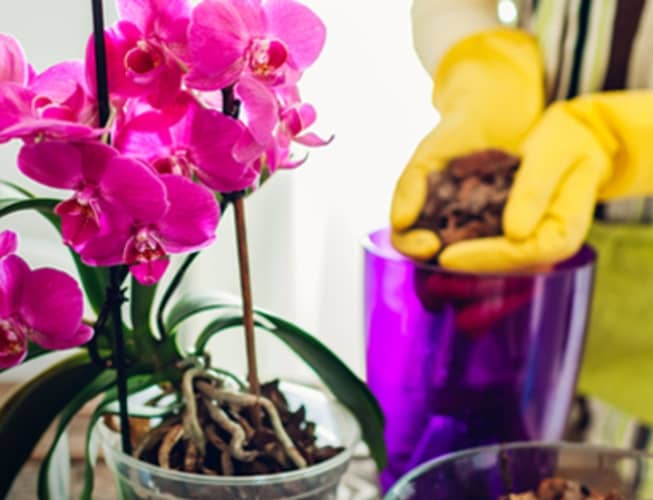 abonar orquídea