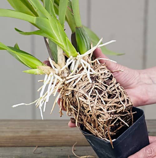 trasplantar orquídeas