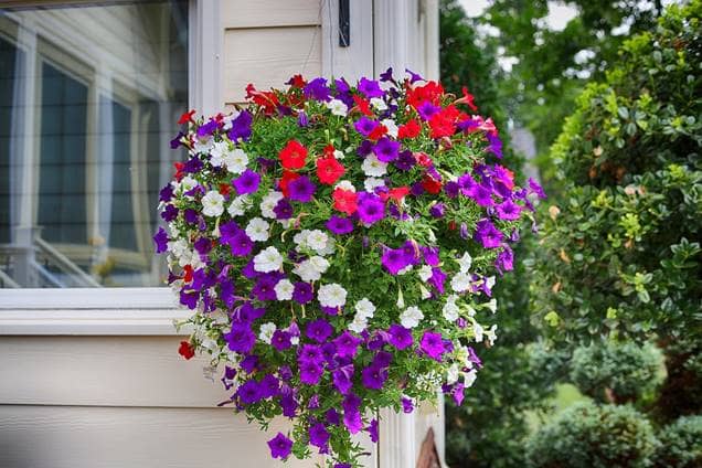 11 plantas de Flores para Macetas colgantes fáciles de cuidar - Eco Jardín  Mágico