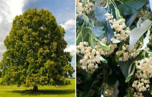 Cómo cultivar un árbol de Tilo de manera orgánica - Eco Jardín Mágico