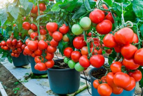 cultivar tomates en maceta
