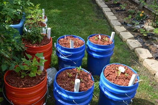 sembrar tomates en maceta