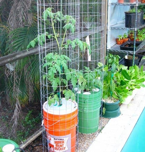 tutor tomates en maceta