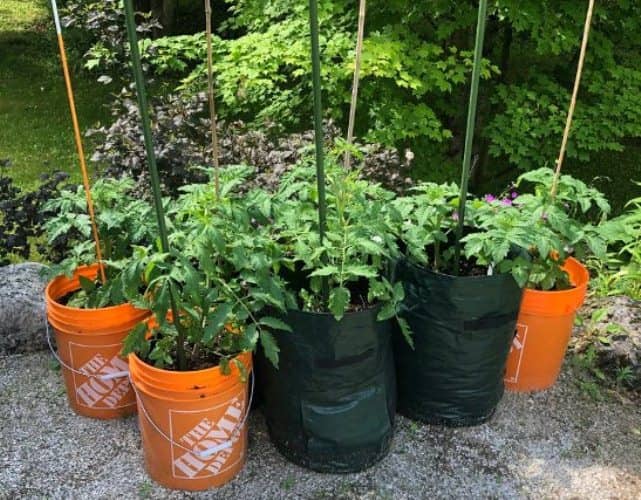 cultivar tomates en macetas de 20 litros