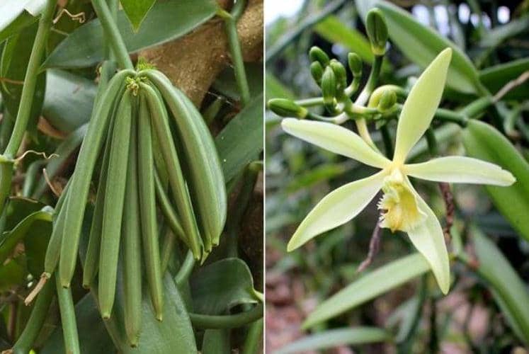 cultivar vainilla