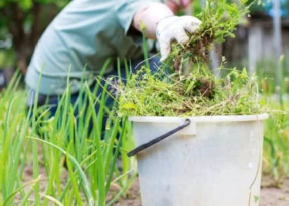 8 tipos de Abonos caseros para el jardín y la huerta - Eco Jardín Mágico