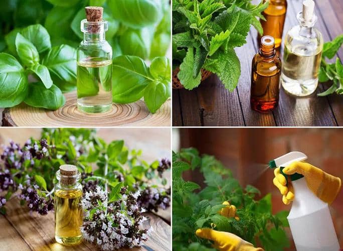 aceites esenciales para jardinería