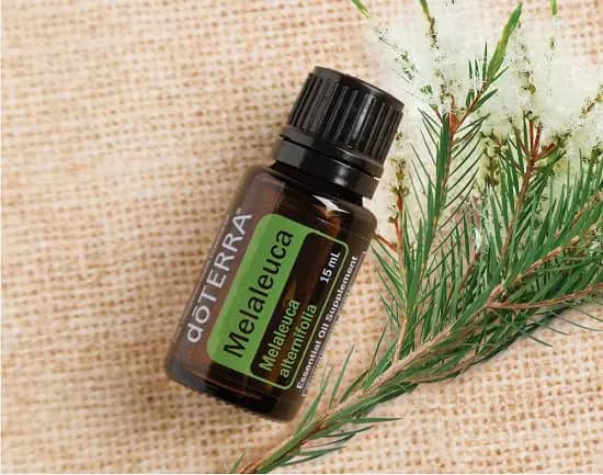 Aceite esencial de melaleuca para el jardín