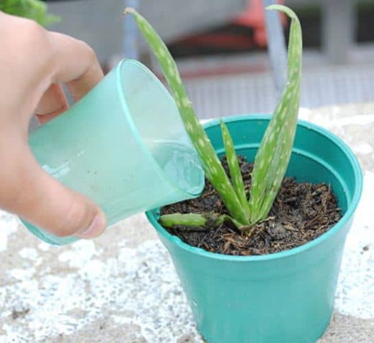 Evitar que una planta se marchite después de trasplantarla