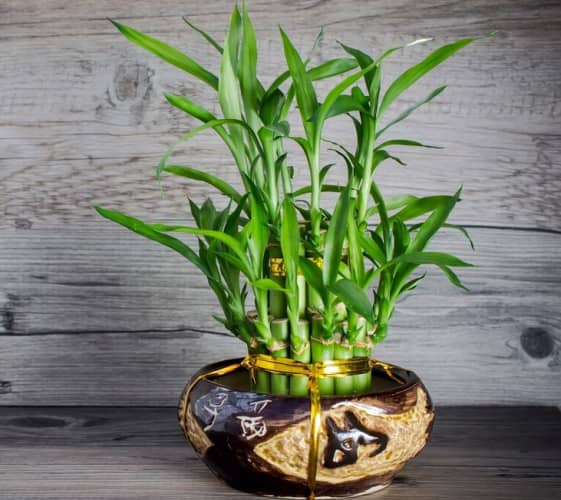 plantes de salle de bain en bambou porte-bonheur