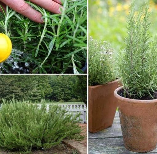 Cómo cultivar Romero en el interior y en macetas - Eco Jardín Mágico