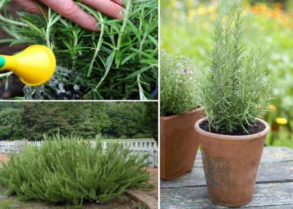 Cuidados del Romero en maceta y en el jardín - Eco Jardín Mágico