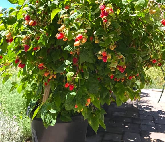 cultivar frambuesas en maceta