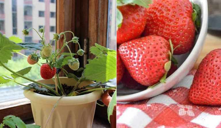 cultivar fresas en el interior