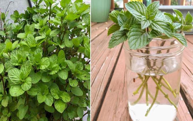 reproducir esquejes de menta