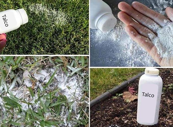 talco en el jardín