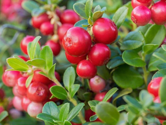 sembrar y cultivar arándano rojo