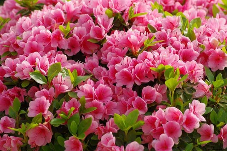 plantes à fleurs aromatiques azalée